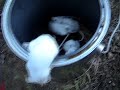 Diablo The Puppet: Can-O-Mice