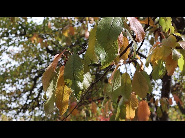 green-white-leaves-1