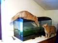 videos de Kater helfen bei Aquarimum Putz