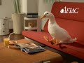 矢田亜希子-CM(Aflac-05)