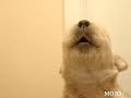 bastian-whistle.html