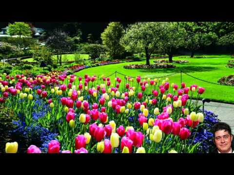 Jorge Paladino - Cancion conocida como Aquel lindo jardin, pero el verdadero nombre es: Aquel lindo amor de Don Jorge Paladino de Chinandega Nicaragua a petición del amigo Da...