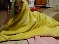 寝起きの犬