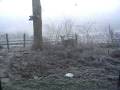 videos de Deer at the Bird Feeder
