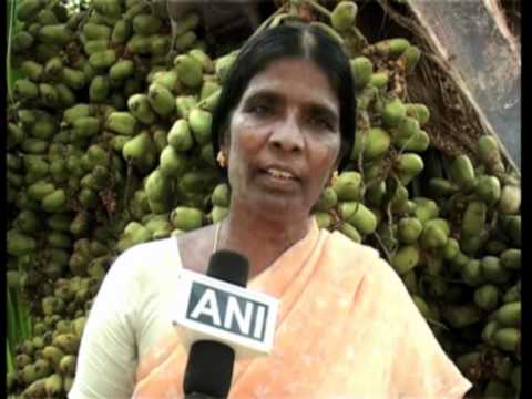 how to fertilize coconut trees