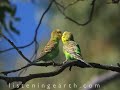 Outback Australia - Nature sounds of nature