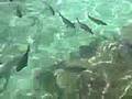 Xel Ha Swim