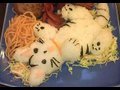 ネコ　猫弁当　THE BEST CAT　kitten catmeal catlunch catplate　猫鍋　ネコ