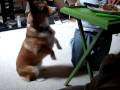 Butterball Begging for Food