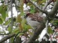Some House Sparrows chirrup to each other on the edge of a canal.