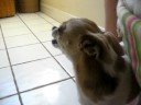 Mean Dog!
