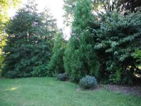 how to transplant cedar saplings