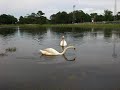 Ducks at the park Ducks at the park