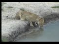 lioness roars at nkorho pan