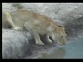 Lioness Roars at Nkorho Pan