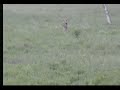 lioness roars at nkorho pan