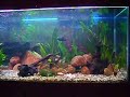 Aquário comunitário (450L) Aquário comunitário (450L)