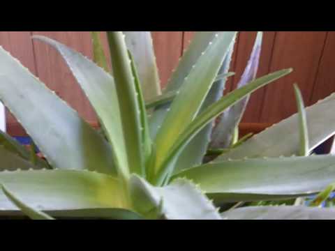 how to care for aloe vera houseplant