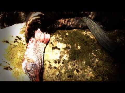 Turkey Hunting Trailer 2013 – NVO