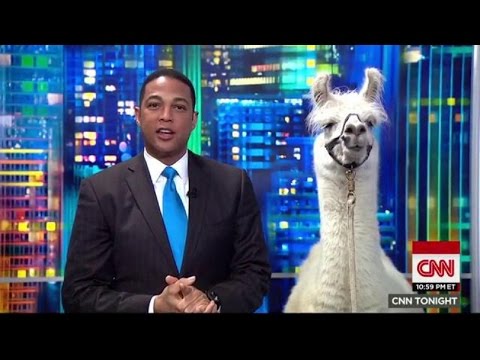 how to care for llamas