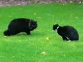 Findus debatteert over kattin. Findus debatteert over kattin.