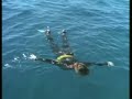 Encounters With Whales