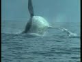 Encounters With Whales