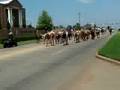 Longhorns