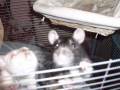 videos de Millie. Knockin' on heavens door lyrics - Avril Lavigne