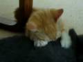 animals (141) animals (141)