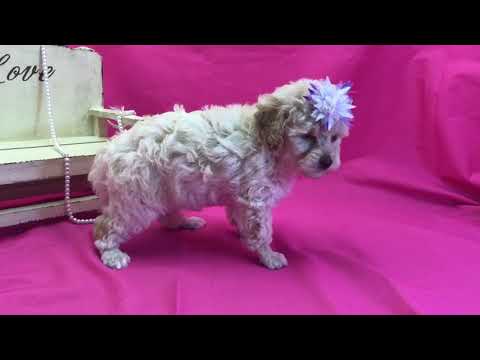 Creamred girl toy poodle