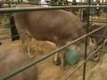 Agroexpo Bogotá 2007 Parte 1