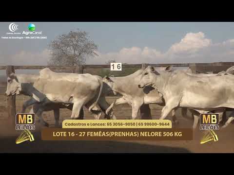 512� LEIL�O VIRTUAL MB LEIL�ES