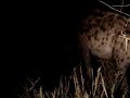 Hyaenas
