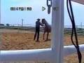 videos de Lipizzaner Part V -Final