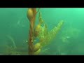 weedy sea dragons near hobart, tasmania, filmed mostly on a single dive in january 2007.