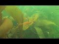 weedy sea dragons near hobart, tasmania, filmed mostly on a single dive in january 2007.