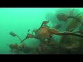 weedy sea dragons near hobart, tasmania, filmed mostly on a single dive in january 2007.