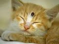cat dog