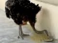 Ostrich Farm House Ostrich Farm House