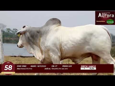 4� De Olho na Fazenda - NELORE AURORA participa��o Chico Paulic�ia