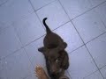 brookling o labrador