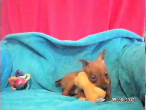 Lola - AKC
