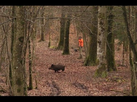 chasse - Voila un récapitulatif de ma saison 2013/2014, ce fut une grand saison pour moi niveau grand gibier, ainsi que petit gibier et migrateur! Je tiens a remercie...