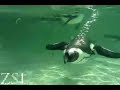 Penguins swimming underwater Penguins swimming underwater