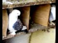 Exotic & Fancy Birds - Fancy Pigeons Lahore Maltese Pouter