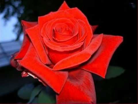 amor prohibido. nuestro amor prohibido