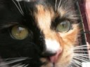 My Kitties