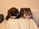 My Kitties