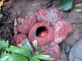 World Largest Flower Rafflesia - asiavalley.com